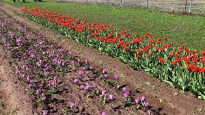 If everything looks good, click on 'place order' to submit your order. Here S What To Expect When You Visit San Antonio Area Tulip Field