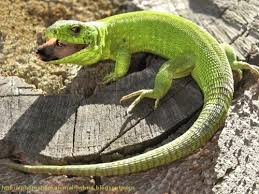 Photoshopped animals hybrid art animal mashups funny animals cute animals digital art photography funny photoshop creature feature magical creatures. Photoshop Animals Hybrid Lizard Photoshop Animated Gif