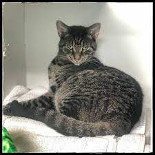 Pin By The Shelter Pet Project On Adorable Cats Animal Shelter Fur Babies Cute Cats