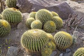 The golden barrel cactus (echinocactus grusonii) is a large, round type of cactus that produces beautiful yellow flowers. Golden Barrel Cactus Designer Trees Australia