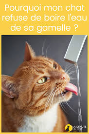 Epingle Sur Nutrition Du Chat