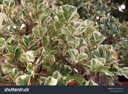 Image result for Ficus natalensis