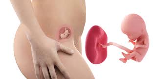 10 imagini fascinante cu dezvoltarea fatului in primele trei luni. Saptamana 12 De Sarcina Sfatulmamicilor Ro