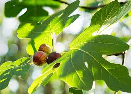 Fig trees require between 8 to 10 hours of full sun per day, so you will want to keep the fig tree away from the house or where i may be shaded. In Brooklyn An Abundance Of Fig Trees The New York Times