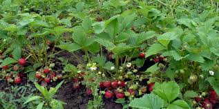 Intra pe ejobs.ro, cel mai mare portal de joburi din romania! Ajofm Locuri De Munca In Spania