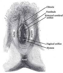 The most erogenous parts of the female body. Figure External Genital Organs Of Female Statpearls Ncbi Bookshelf