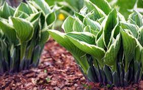 Digging up a hosta that is several years old will produce a large clump of rhizomes, which are split to plants are overgrown: How To Grow Hostas Where To Plant Hostas In Your Garden