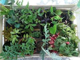 Maraichers A Montauban 82000 Legumes En Vente Directe Producteur