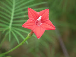 This morning glory family member comes from the native tropical regions of northern mexico to northern south america. Hummingbird Vines Best Vine Plants To Attract Hummingbirds