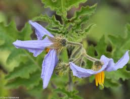 Image result for Solanum sisymbriifolium