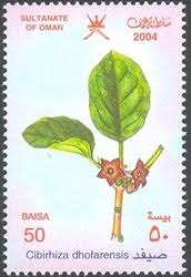 Image result for Cibirhiza