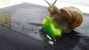 How To Care For Garden Snails Snails In Garden Pet Snails Snail