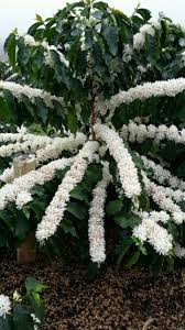 Coffee Tree Blossoms شجرة بن مزهرة Coffee Flower Coffee Plant Plants
