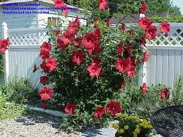 Strikingly beautiful 10 red flowers grab attention from across the garden. Pin On Byliny