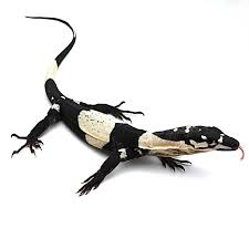 Bells Phase Lace Monitor by Kolls Exotics