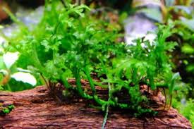 Image result for Bolbitis