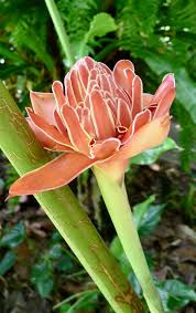 Image result for Etlingera