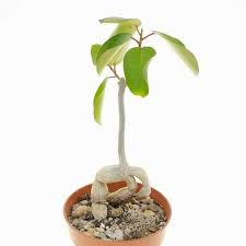 Image result for Ficus burkei