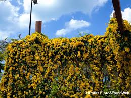 Image result for Dolichandra unguis-cati