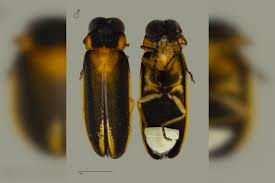 All firefly passengers shall be required to wear face mask in airports and on board flights effective from 23rd april 2020. New Firefly Species Found First Such Discovery Here In More Than A Century Environment News Top Stories The Straits Times