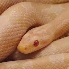 A happy, healthy corn snake has clear eyes (besides while shedding,) clean nose and mouth, a full, rounded body, is active. Snow Corn Snake Evolution Reptiles