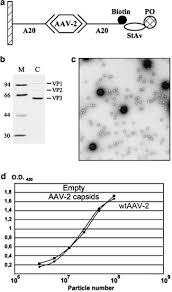 Image result for White 1998 AAV