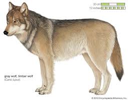 gray wolf size habitat facts britannica