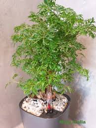 Image result for Polyscias fruticosa