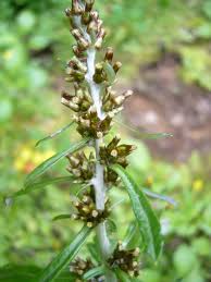 Image result for Gnaphalium austroafricanum