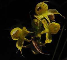Image result for Disa aconitoides