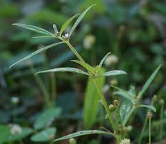 Image result for Spermacoce