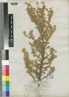 Image result for Litogyne gariepina