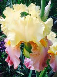 High Chaparral Iris My Grandmother Always Had Iris S In Her Flower Garden When Ever I See Iris S They Remind Me Of Iris Flowers Iris Garden Beautiful Flowers