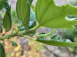 Image result for Centrostigma clavatum