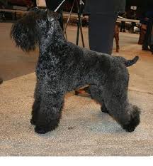 Please check again soon for new, beautiful kerry blue. Kerry Blue Terrier Breed Information History Health Pictures And More