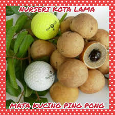 Pokok boleh kena hujan dan panas. Hot Sale Anak Pokok Mata Kucing Longan Ping Pong Shopee Malaysia