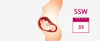 33 Ssw Schwangerschaftswoche Baby Grosse Gewicht In 33 Ssw