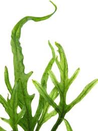 Image result for Tridentea marientalensis