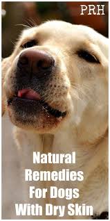 Natural Remedies For Dry Skin In Dogs Dog Dry Skin Remedy Dog Skin Remedies Dog Dry Skin