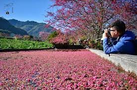 日月潭国家风景区 日月潭国家风景区 码头精品旅店（窄的让人担心被风吹倒） 邵族是台湾原住民族，主要聚居在南投县日月潭畔。传统的生活方式以渔猎、农耕、山林采集维生。现在邵族人口仅有283人, 是台湾人口最少的原住民族群，比我国的大熊猫数量还少. ç¾Žç¿»å¤© è‰åªé ­ æ«»èŠ±æ°´æ±  æ˜ è¥¯æ²¹èœèŠ± å±±å·'çŒ¶å¦‚è©©ç•« Ettodayæ—…éŠé›² Ettodayæ–°èžé›²
