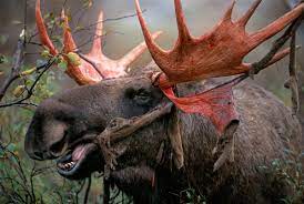 Reindeer shedding velvet from his antlers. Red Velvet Biographic