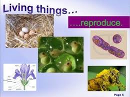 Biotic Factors In The Amazon Rainforest Characteristics Of Life Powerpoint For Any Life Science Class Science Projects For Kids Life Science Life Science Classroom