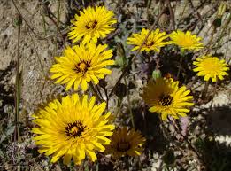 Image result for Pseudopodospermum hispanicum