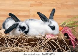 Image result for tbn:nuNU7FPK4A54yM::rvforsaleguide.com/images/bunny-resting-picture.jpg