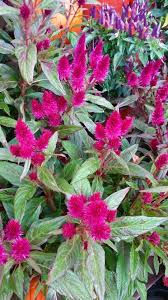 Celosia Argentea Intenz Dark Purple Cockscomb Bold Showy Feathery Purple Plumes Atop Green Foliag Hanging Plants Diy Hanging Plants Indoor Hanging Plants