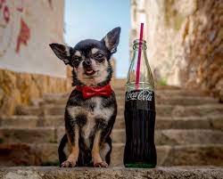 Captain Barman Dogs Chihuahua Animals