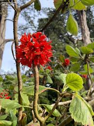 Image result for Greyia