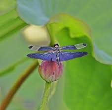 Black And Yellow Dragonfly With Long Tail 