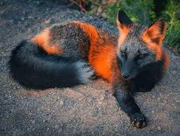 Black And Orange Fox Species Pin On Good Art
