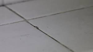 I am wondering what kind of worm is that. Woodlands Singapore December 12th Stock Footage Video 100 Royalty Free 1042680493 Shutterstock